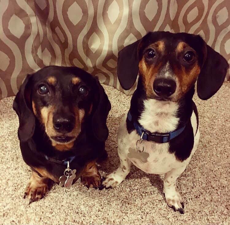 Ozzy and Ridley, submitted by Bree Stewart